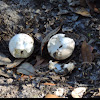Turtle eggshells