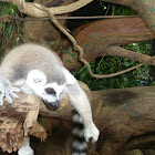 Ring Tailed Lemur