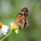 Theona Checkerspot