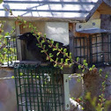 Common Grackle