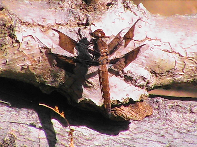 Dragonfly - Common Whitetail