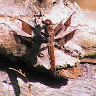 Dragonfly - Common Whitetail