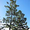 Moreton Bay Pine (aka Hoop Pine)