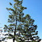 Moreton Bay Pine (aka Hoop Pine)