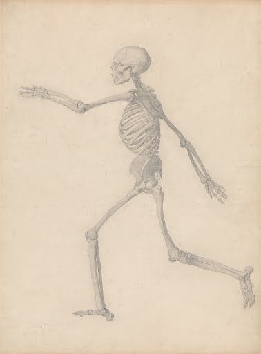 A Comparative Anatomical Exposition of the Structure of the Human Body