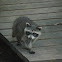 Raccoon