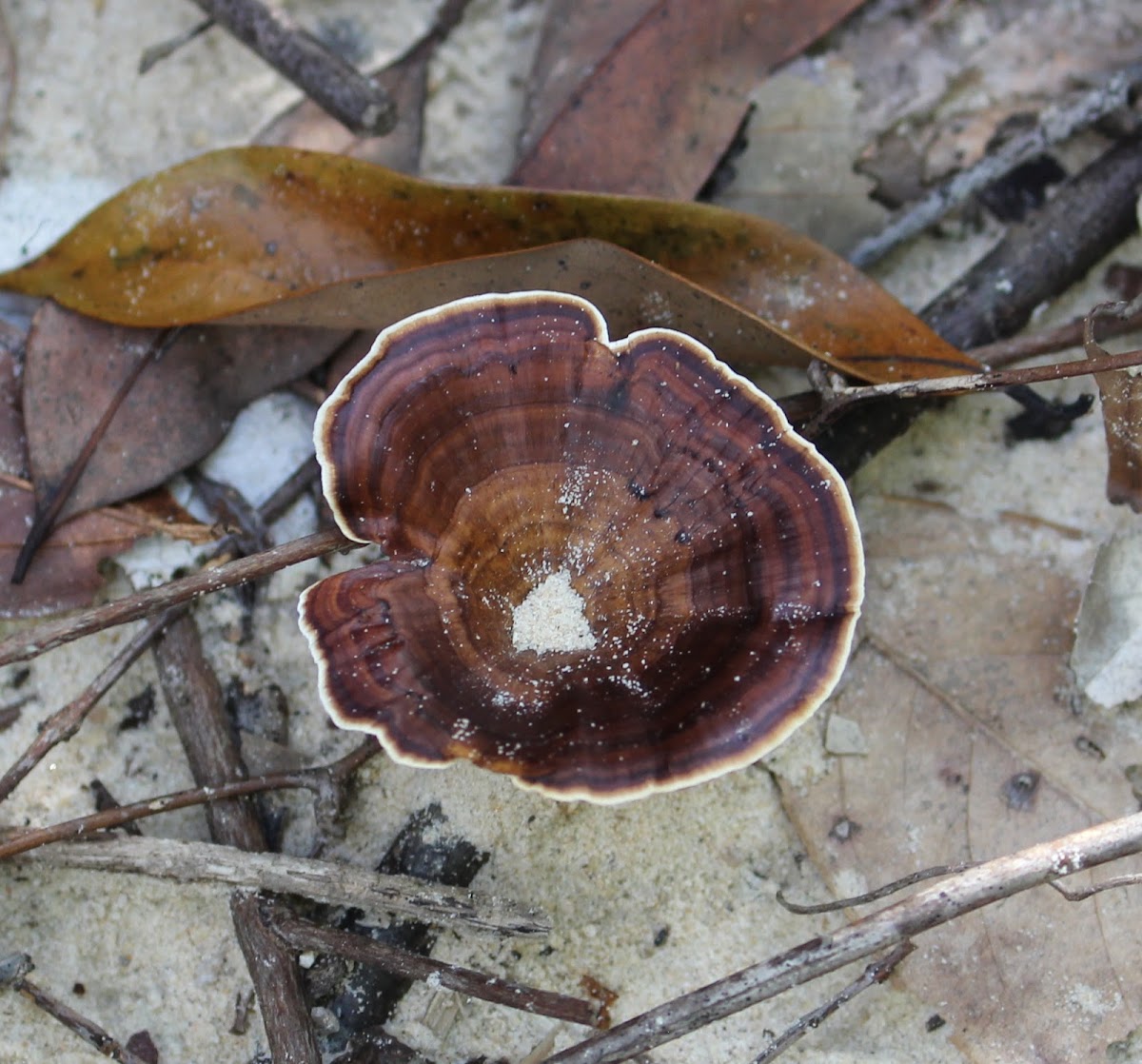 Unknown polypore fungus