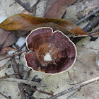 Unknown polypore fungus