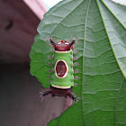 Saddleback caterpillar moth