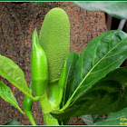 Langka, Jackfruit