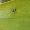 Long-Legged Fly