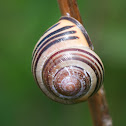 Brown lipped banded snail