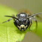 Mining bee