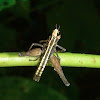 Monkey Grasshopper