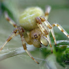 Cucumber green spider, Krzyżak zielony
