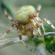 Cucumber green spider, Krzyżak zielony