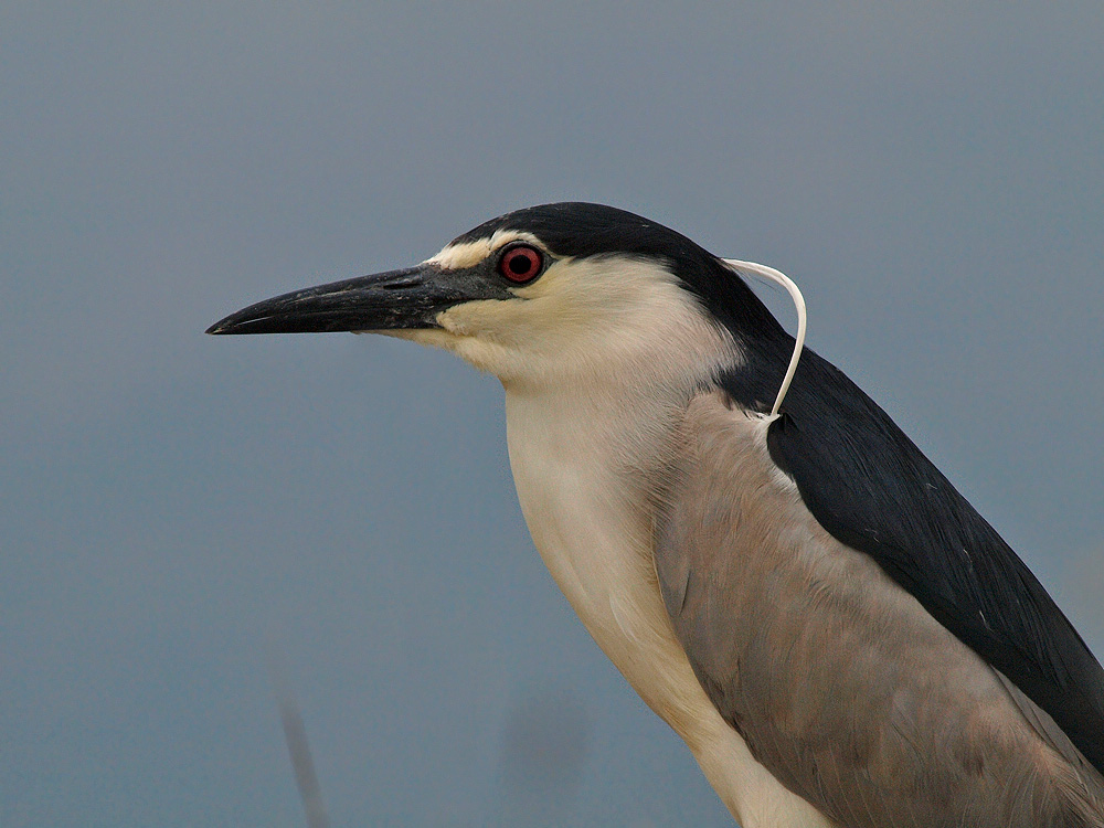 Martinete (Black-crowned Night Heron)