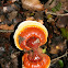 Lingzhi mushroom