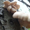 Oyster mushroom