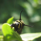 Caterpillar Monarch