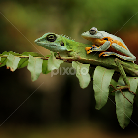 Friendship by Roem Hasadi - Animals Amphibians