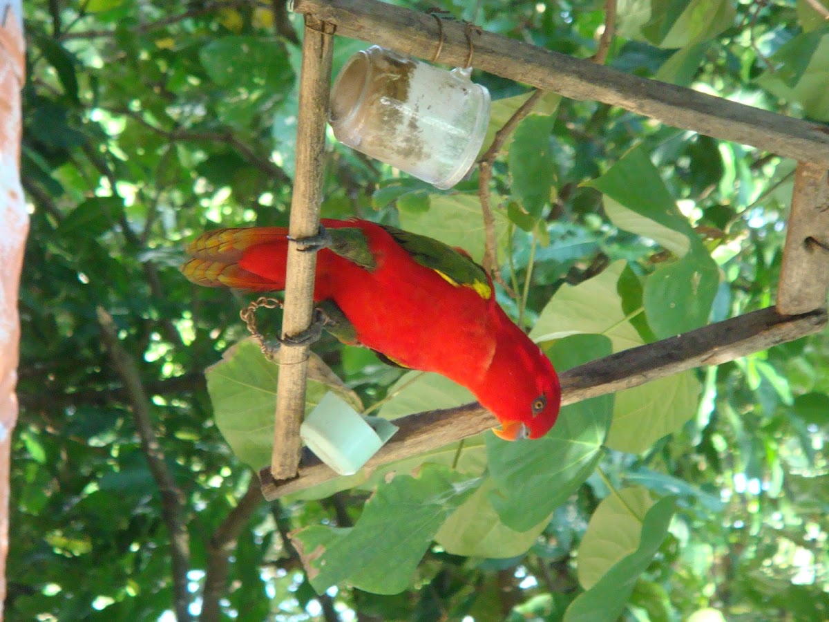 Chattering Lory