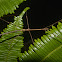 Stick Insect, Phasmid - Male