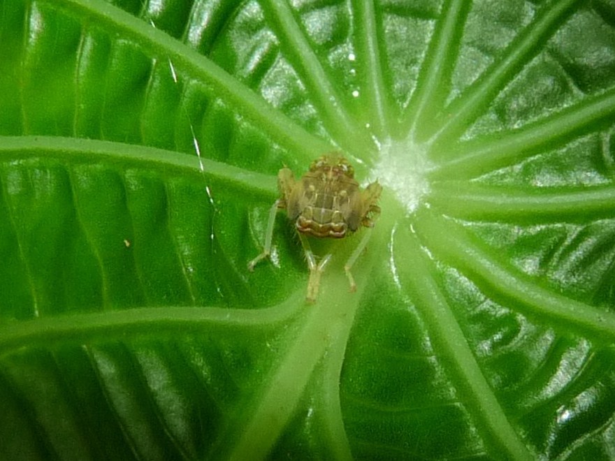Leaf hopper nymph