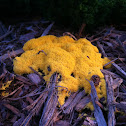 Dog Vomit Slime Mold