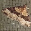 Subidaria moth