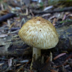 Inocybe