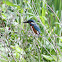 Common Kingfisher - Ledňáček říční