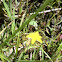 Yellow star grass