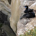 (Nesting) Brandt's Cormorant