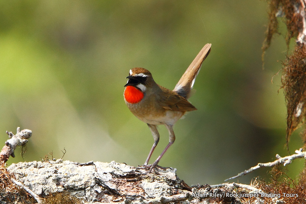 Siberian Rubythroat