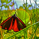 crimson butterfly