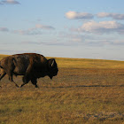 Bison