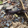 Black-belly swamp snake