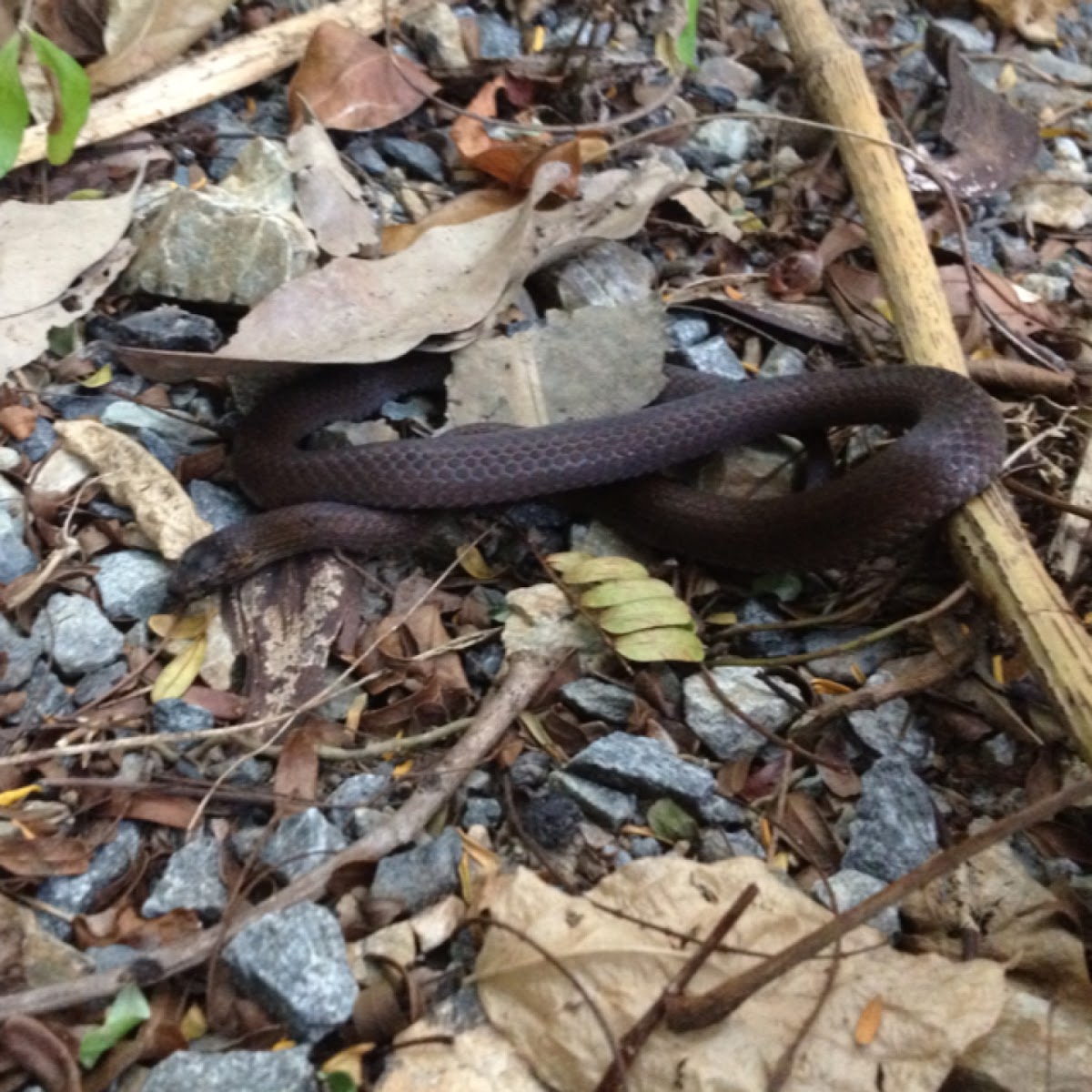 Black-belly swamp snake