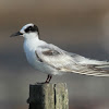 Gull - billed Tern