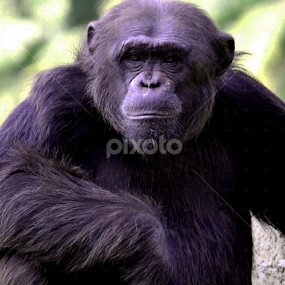 by Deep Chanda - Animals Other