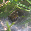 Grass Spider (and web)