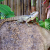 Eastern Water Dragon