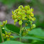 Blue Cohosh