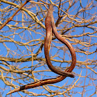 Northern Catalpa tree and pods