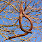 Northern Catalpa tree and pods