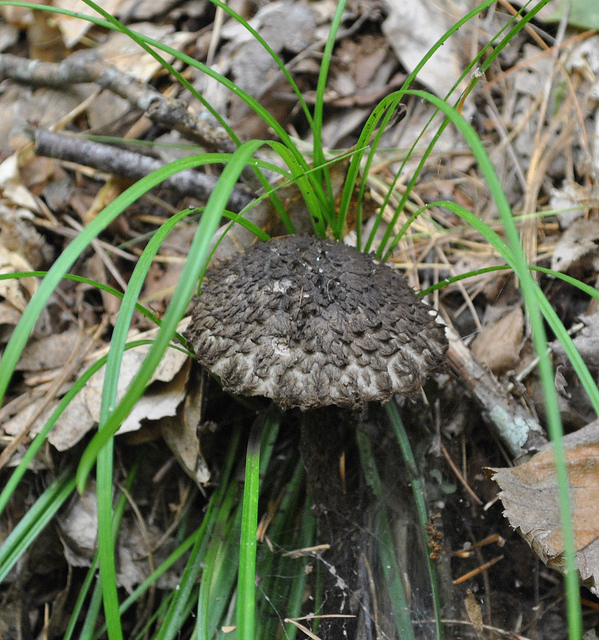 Old Man of the Woods