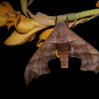 Hawk moth