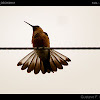 Condor hummingbird