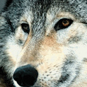 Beautiful Wolf that Turns a Bl logo